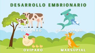 Desarrollo Embrionario en Animales Video Educativo Animado [upl. by Kathe]