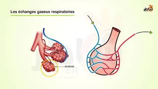 Échanges gazeux au niveau dune alvéole pulmonaire [upl. by Aiouqahs475]