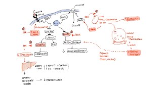 Berberine Liver and Metabolic Health [upl. by Leterg]