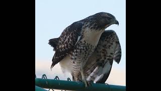 Redtailed hawk baby calls for mom [upl. by Rolanda]