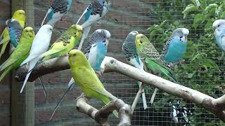 10 Minuten Parkieten geluiden – Parakeet sounds – Lovebird sounds – Budgerigar sounds – Bird sounds [upl. by Husein145]