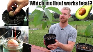 The BEST Way To Grow Avocado From Seed  0  5 Months of Growth [upl. by Bracci]