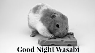 Good Night Wasabi [upl. by Rehpotsirc]