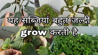 घर पे आसानी से उगने वाली सब्जियां। How to grow vegitables at home [upl. by Pierro353]