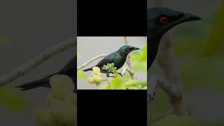 Asian Glossy Starling birds birdsounds birdslover natureandbirdssoundsrelaxingmusic [upl. by Ettenwahs]