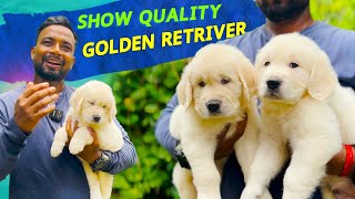 KCI REGISTER SHOW QUALITY EUROPEAN GOLDEN RETRIVER DOG PUPPIES  SANJU  8697153204 [upl. by Hashimoto]