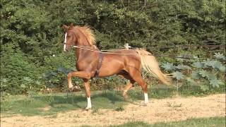 3 year old American Saddlebred Gelding for Sale [upl. by Cleland]