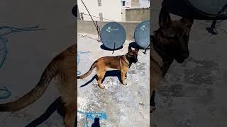 berger allemand X berger malinois résultats exceptionnels [upl. by Doble]