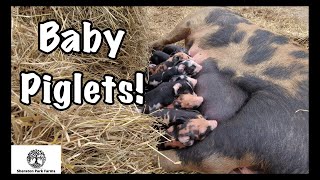 Farrowing Pigs Pasture  AMAZING Results [upl. by Randy]