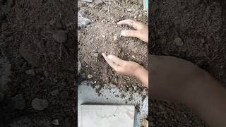 For potting mix ratiocheck description 👇 evergreenseeds growth repotting adenium adeniumcare [upl. by Assisi]