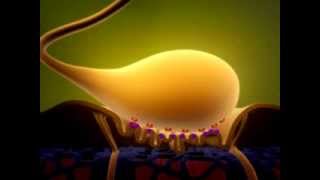 Neuromuscular Junction Anatomical Structure [upl. by Farny]