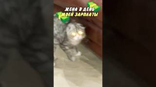 День зарплаты 🥰 деньги жена astenfamily cat asten кот котик мяу котики meow зарплата [upl. by Oirottiv]