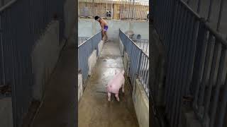 pigging farming piggery baboyan pig pighusbandry animals piglet livestockfarming [upl. by Spears]