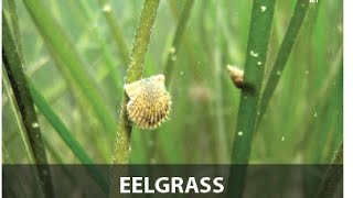 Eelgrass is Extraordinary [upl. by Valentijn355]