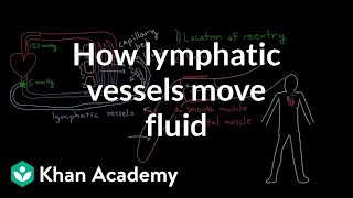 How lymphatic vessels move fluid  Lymphatic system physiology  NCLEXRN  Khan Academy [upl. by Suilenrac]