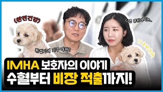 보호자와 함께 👨🏻‍⚕️｜IMHA 면역매개성 용혈성빈혈을 극복했어요 🐶🔥｜수혈｜비장적출｜환절기에 자주 생기는 질병🚨 [upl. by Anyg]