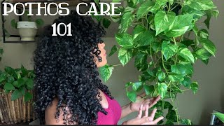 Pothos Plant Care  One of the Easiest Plants [upl. by Akisey]