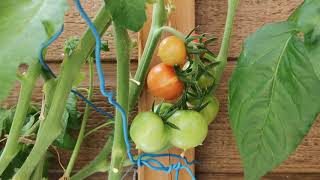 Débuter en hydroponie maison Planter des tomates en pot methode kratky sur votre balcon facilement [upl. by Helbonia]