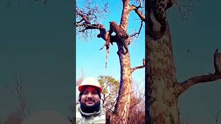 Animals Hindi short video chita animals wildlife hyena animals leapard [upl. by Cyprian]