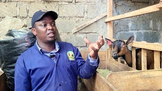 Goat Dairy How we manage 82 goats in a 40×60 plot in the city [upl. by O'Reilly]