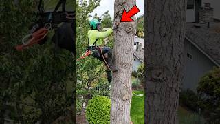 Tree cutting challenge 🙄 [upl. by Ethelstan281]