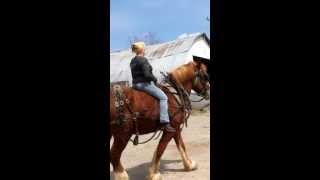 Bareback ride with a munchy Belgian Draft Horse 🙄🥰 [upl. by Abey]