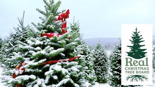 LIVE Michigan Christmas Tree Farm Tour [upl. by Neirod525]