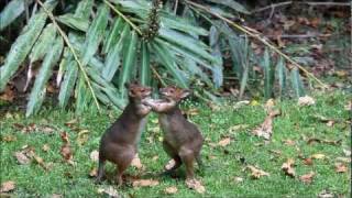 Pademelons Play Fight rainforest wallabies [upl. by Tal]