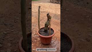 Save bonsai tree life l grafting shorts [upl. by Biddle]