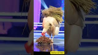 Giant old hen laying eggs on stage！巨大老母雞居然在台上下蛋！ステージで卵を産む巨大な老鶏 agt funny ai americangottalent [upl. by Sitsuj85]