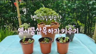 엑사쿰 삽목하기엑사쿰 키우기Raising Exacum [upl. by Assetal]