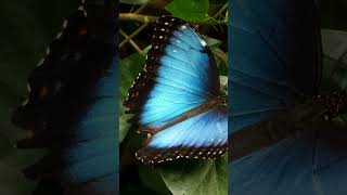 Top 5 Most Beautiful Butterflies in the World [upl. by Raymond]