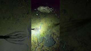 Night Fishing  Traditional Fishing 🌻 part42 fishing nightfishing shorts shortsfeed bigfish [upl. by Monahan]