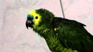 LORO LALO CANTA quot CIELITO LINDO quot HD [upl. by Pinebrook]