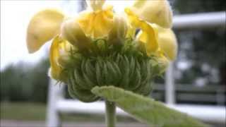 Jerusalem Sage Phlomis russeliana  20130703 [upl. by Dorehs]