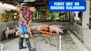 First day ng BATCH 16 NA BABOY sa bagong kulungan klaritafarmFarming [upl. by Notsob]