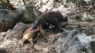 The Komodo dragons 60 teeth are protected by its gums [upl. by Holloway]