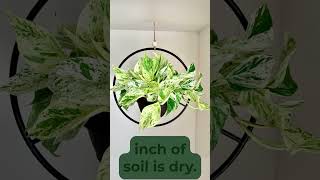 N Joy Pothos Plant  Easy To Grow House Plant Immediate shipping from Hirts Gardens [upl. by Perot]