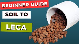 How to Propagate Pothos Plant in LECA or Clay Balls [upl. by Alad]