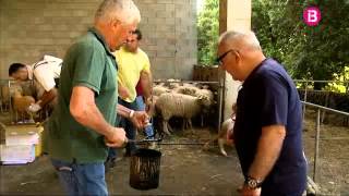 La primera tosa de lany a la finca Can Guilló [upl. by Kiah749]