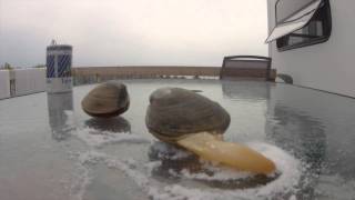 A Big Clam in Nova Scotia Quahog Bar Clam [upl. by Olia]