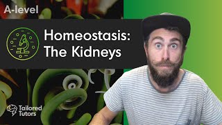 Homeostasis The Kidneys  ALevel Biology Revision  AQA [upl. by Anilah]