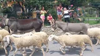 valles valdenses Italia en Bobbio Pellice ovejas y cabras en transumancia [upl. by Drannel537]