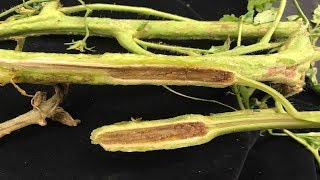 ⟹ Fusarium vs Vertisillium  Tomato diseases  My take on it how to tell the difference [upl. by Lesly]