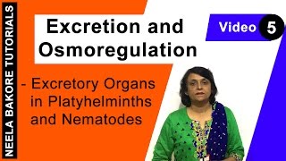 Excretion and Osmoregulation  NEET  Excretory Organs in Platyhelminths amp Nematodes  Neela Bakore [upl. by Warder]