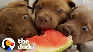 The 8 Rules To Fostering A Litter Of Tiny Puppies  The Dodo [upl. by Imeon798]