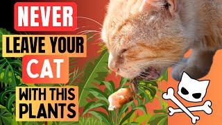 10 Common Plants Toxic To Cats ☠️🌿 [upl. by Atalie141]