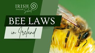 Bee Laws in Ancient Ireland Brehon Law with Lora OBrien of the Irish Pagan School Short brehon [upl. by Adalbert790]