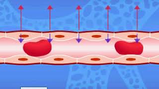 Exchange mechanism in capillaries [upl. by Helaine]