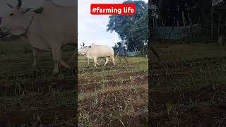 day07farmingfarmersfarming lifetrendingshortsviralshortsagriculturesubscribe [upl. by Nylaret275]